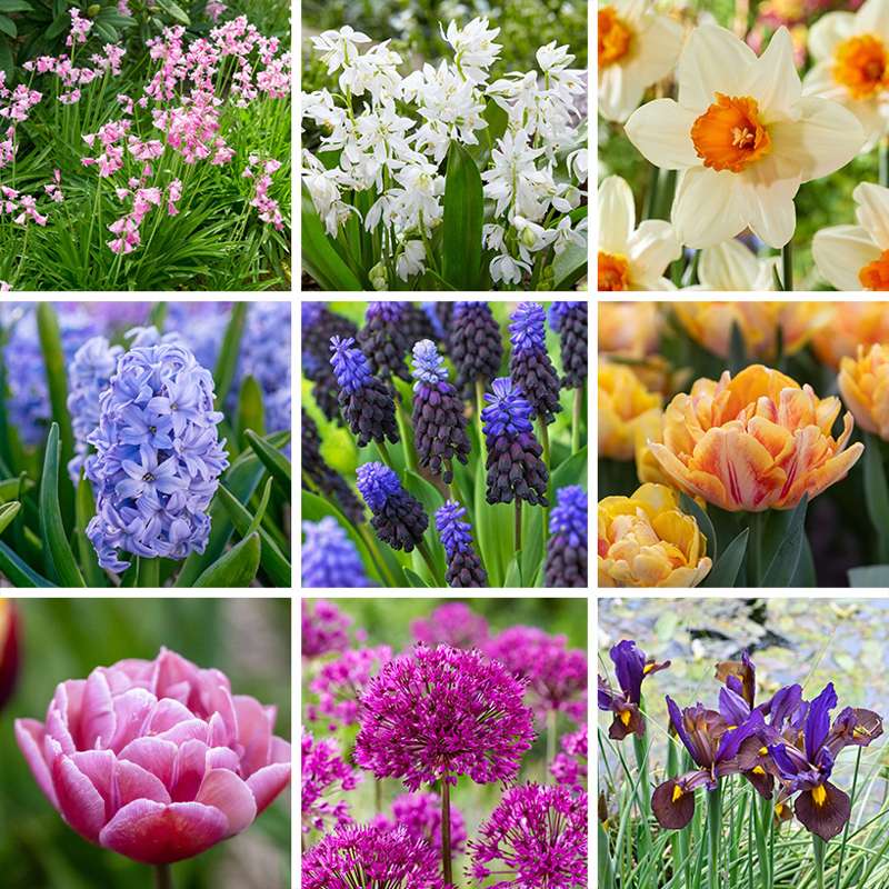 Tilbudspakke '100 dages blomstring'